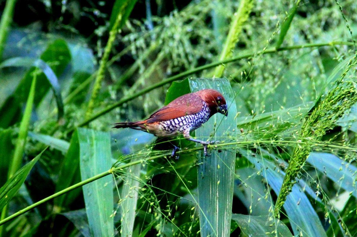 Villa Kaetana Lanka Unawatuna Exteriér fotografie